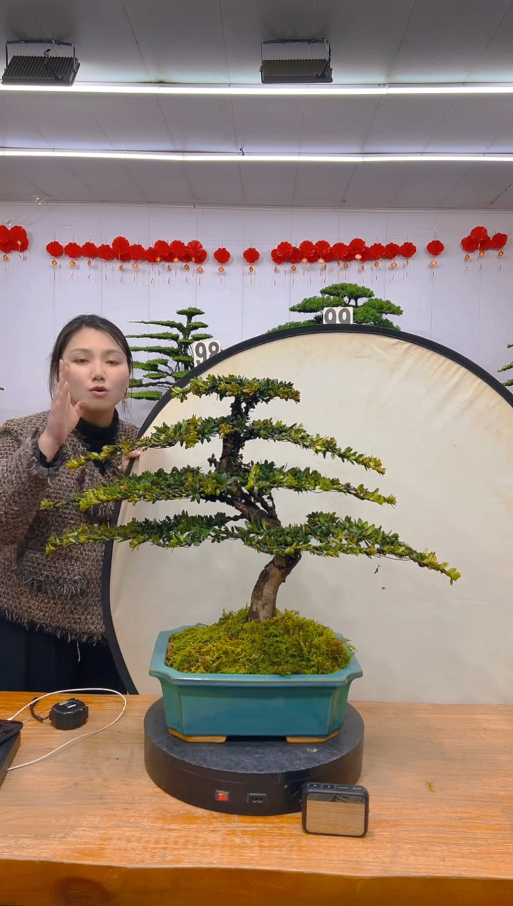 【闪购商品】盆景1