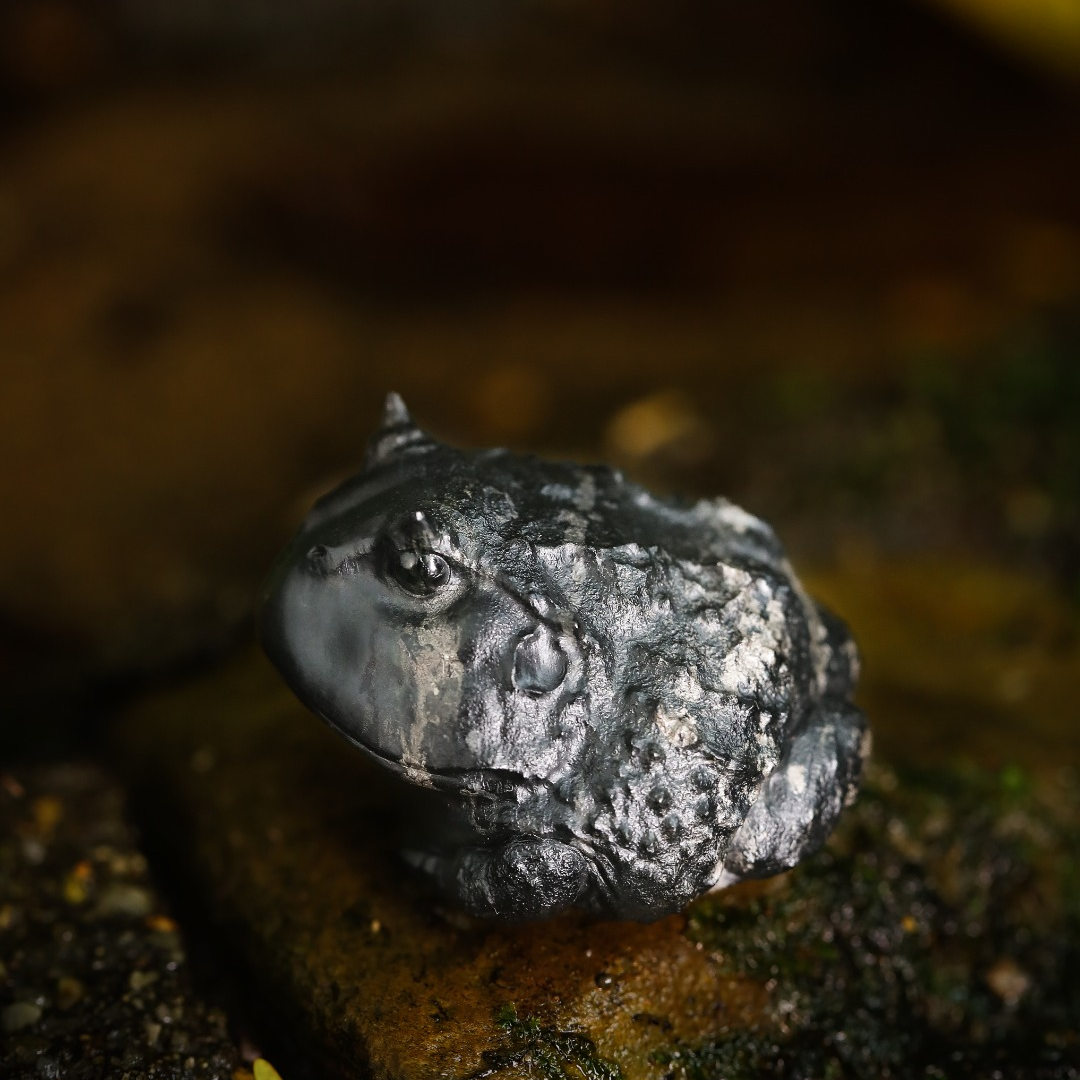 佳佳和田玉动物园系列-霸王角蛙