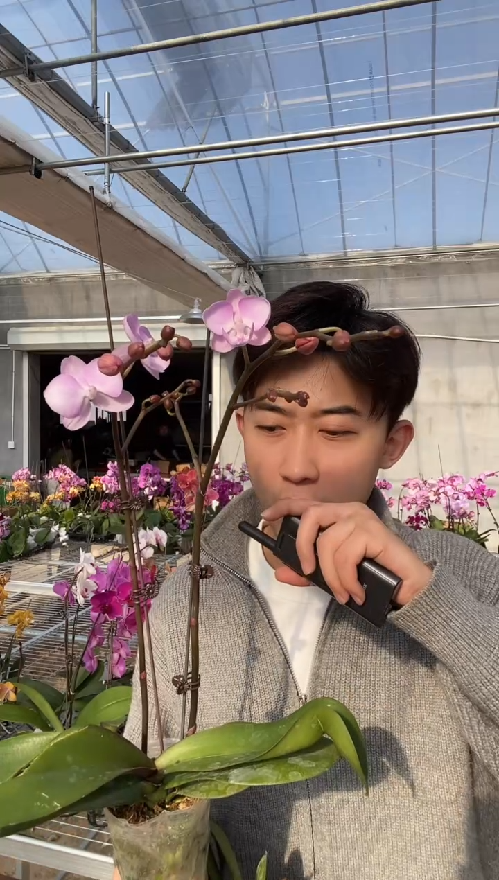 完全开放双剑神仙姐姐 