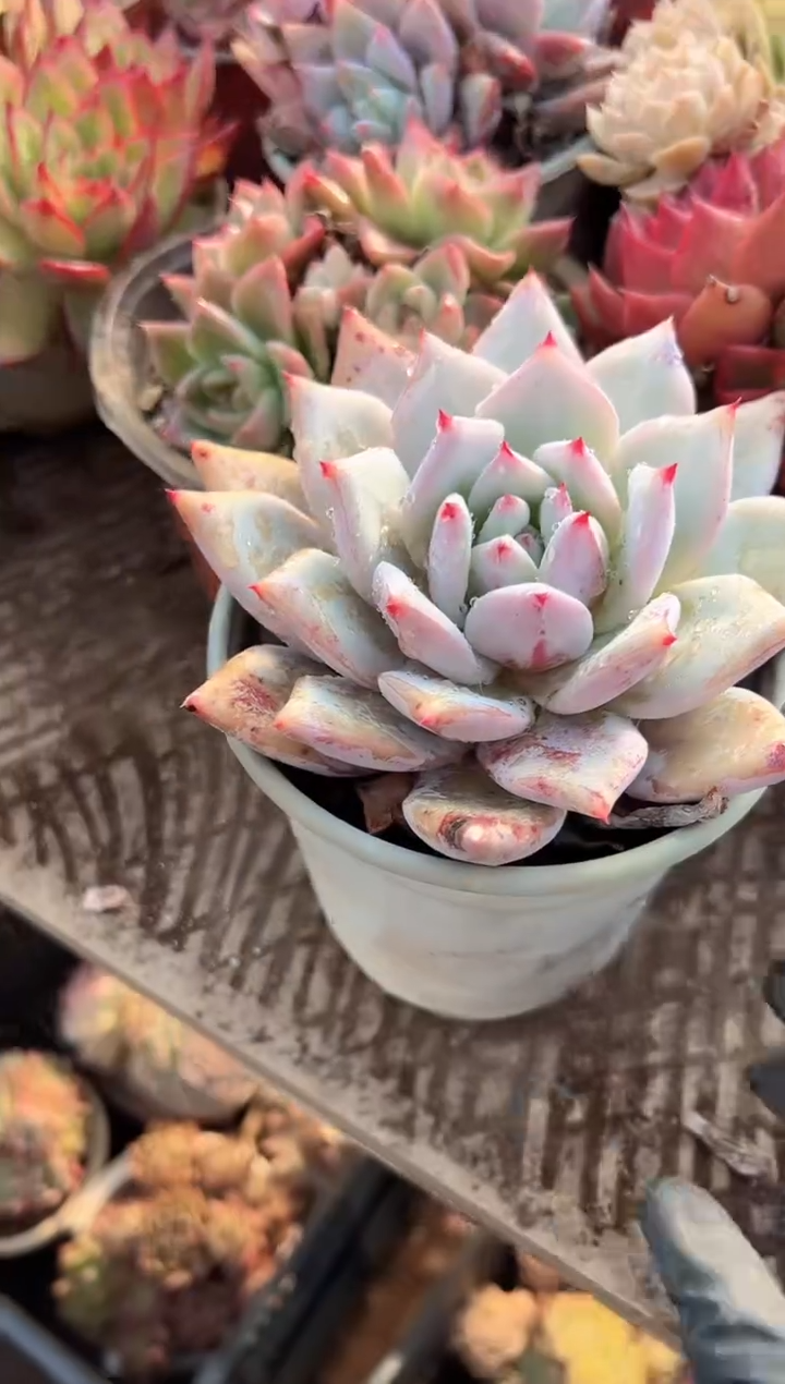 马***?多肉植物一物一拍03261