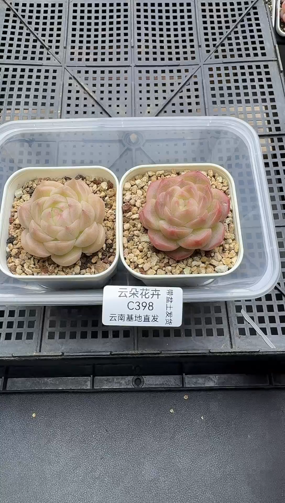 珍妮杂交多肉C398