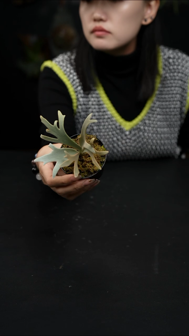 不开花植物LC1212-11(2) 侏儒黄月