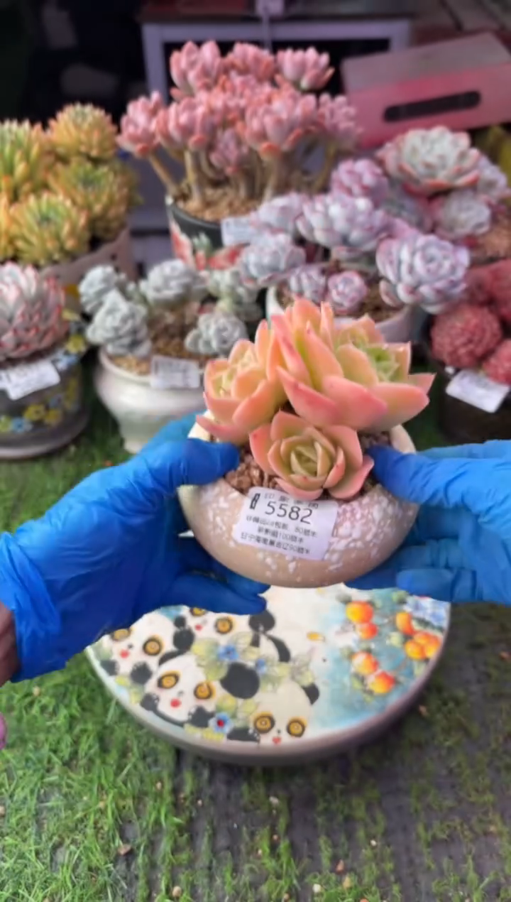 昆明印象多肉5582