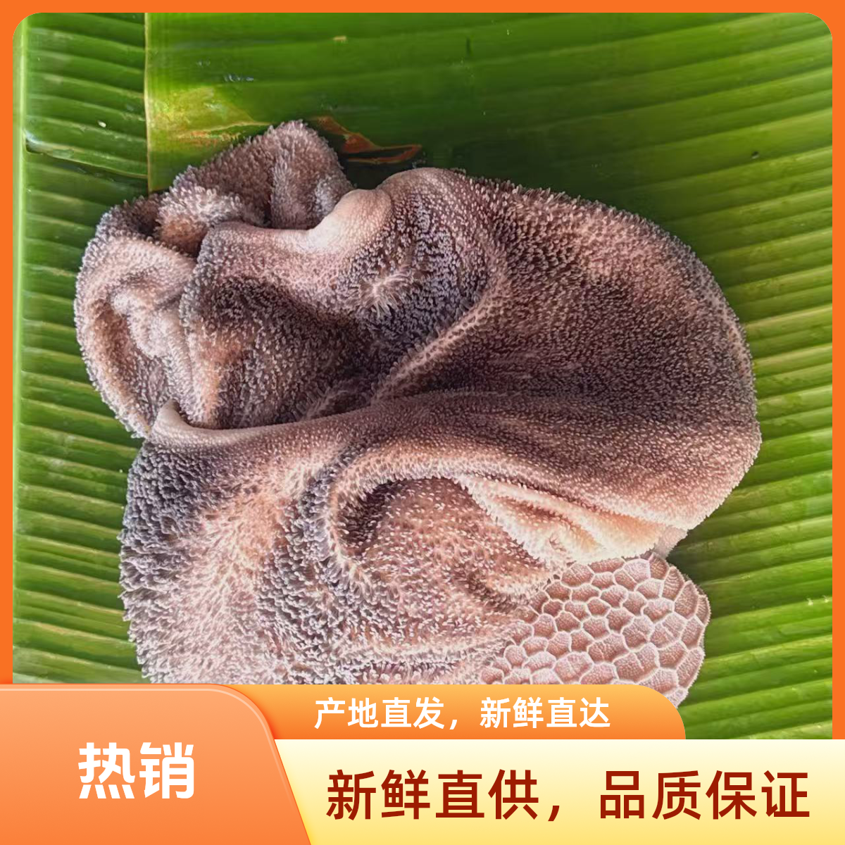 （3斤中秋节羊肚）现宰现发黑山羊新鲜羊肚下单一物一拍不支持退货