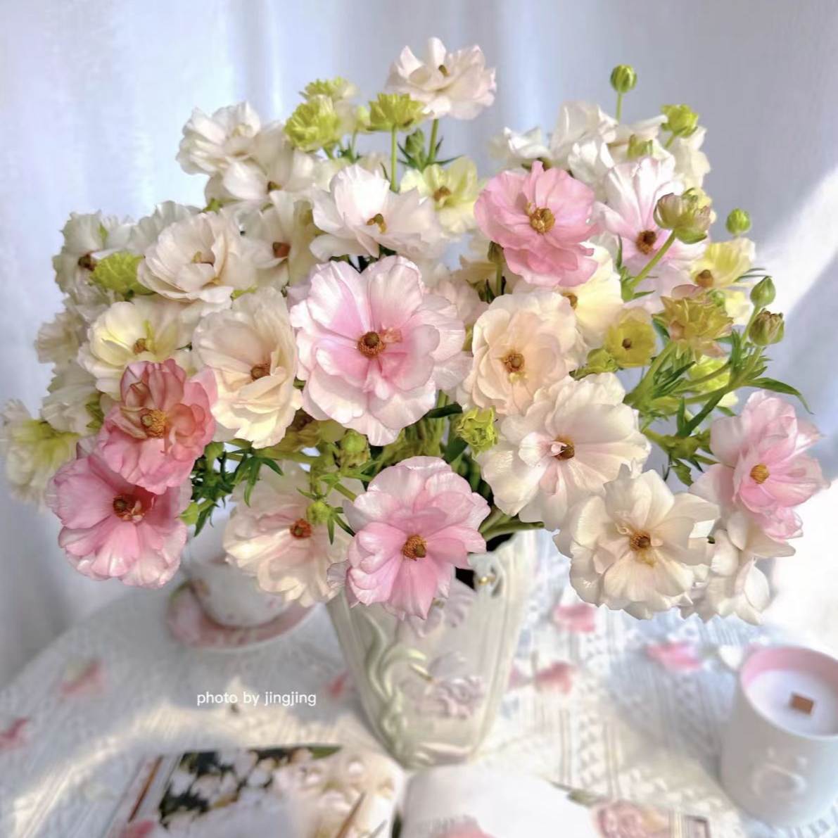 YZ【香槟色蝴蝶洋牡丹1扎】