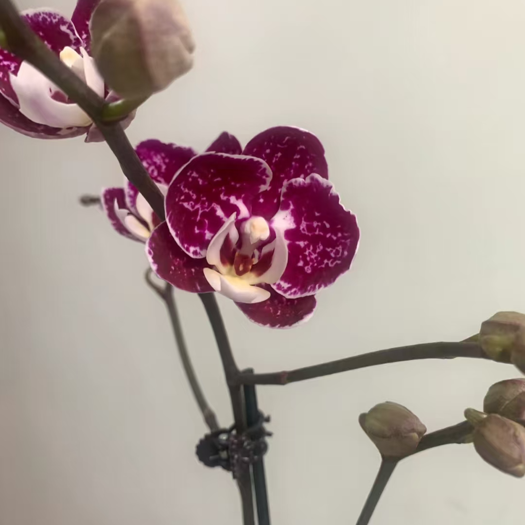 黑桃A 大花蝴蝶兰  3.5加高杯  带花剑  居家  酒店摆件