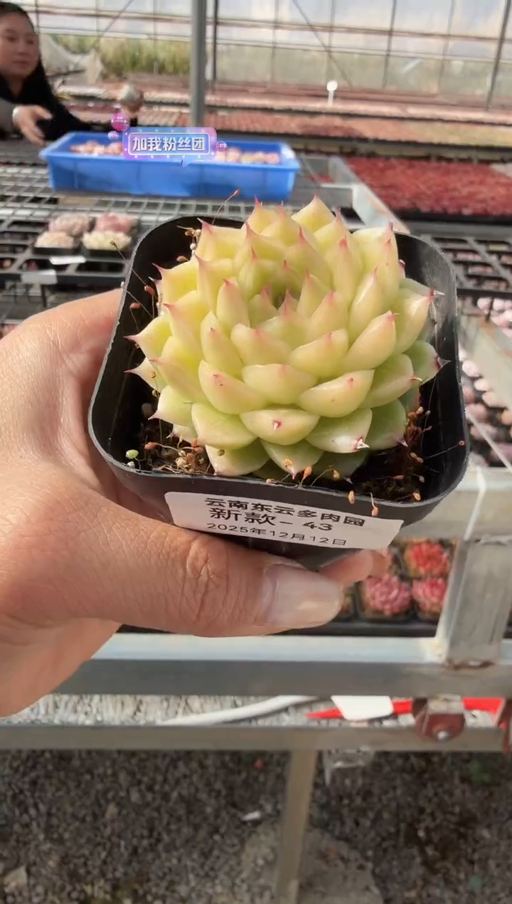 东云多肉园新款-43