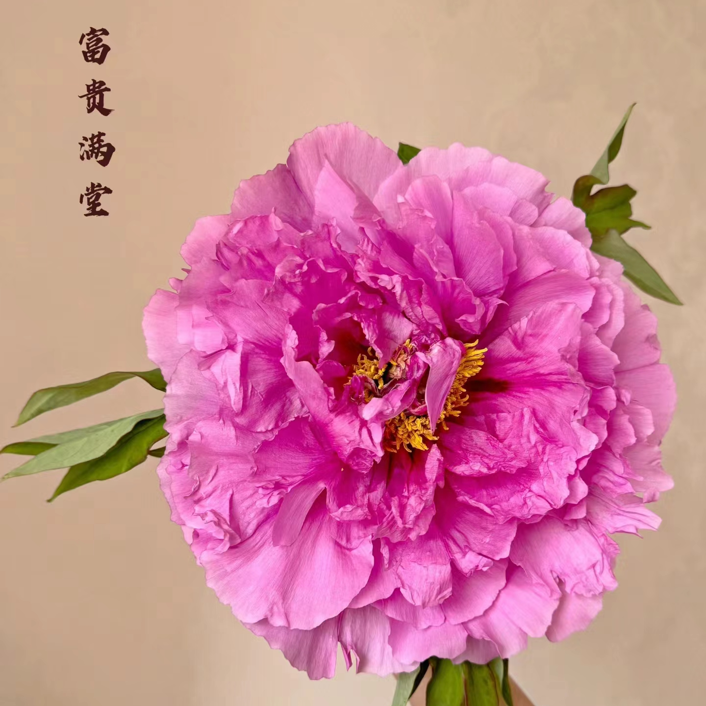 盆栽牡丹 富贵满堂 基地直发
