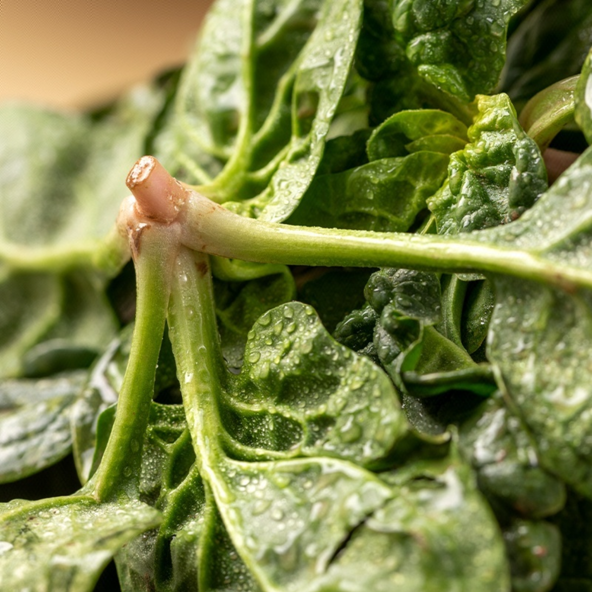 【崇明趴地菠菜】落霜趴地菠菜 农家种植 现采现发 露天种植包邮菠菜
