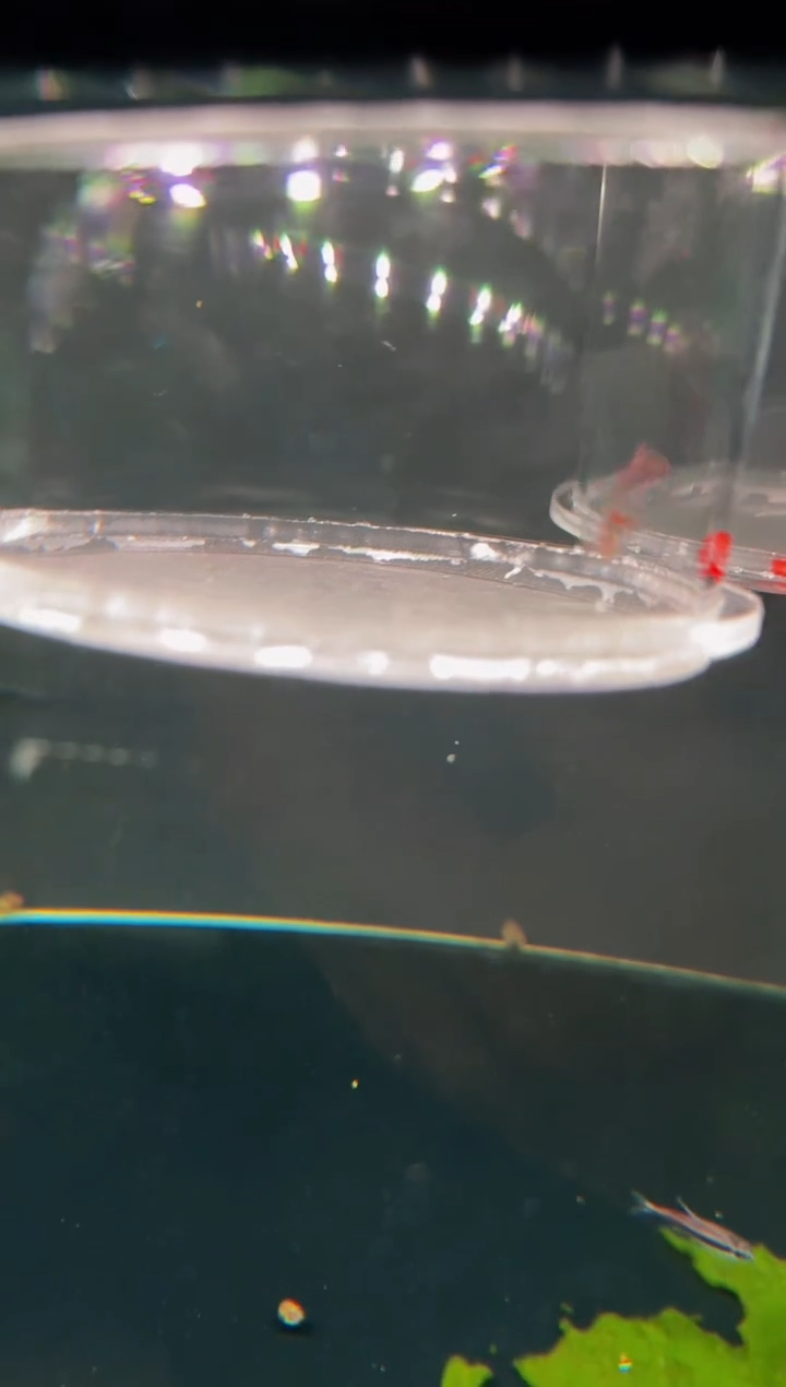 灯科鱼1*杂  鱼   *1