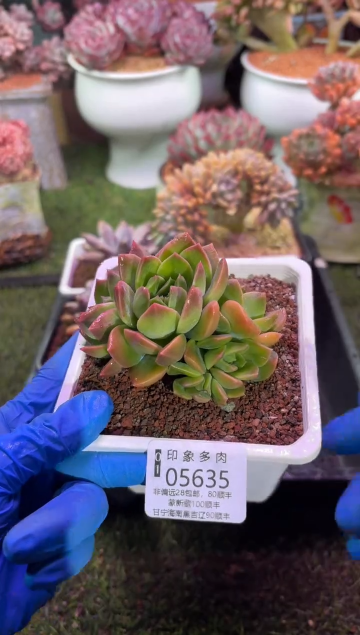 【闪购商品】05635