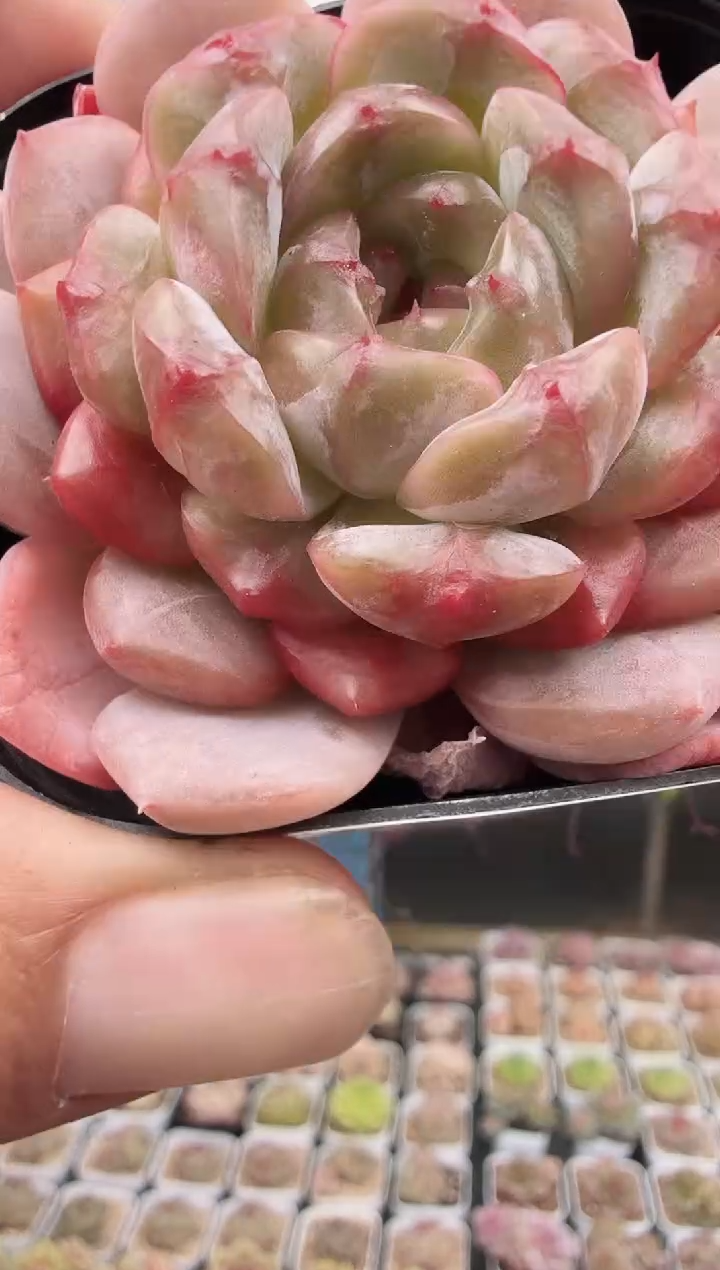 东云多肉园新款-19