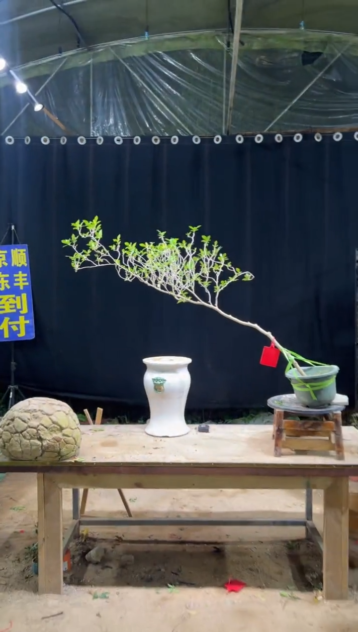 完全开放禧***』海岛栀子花