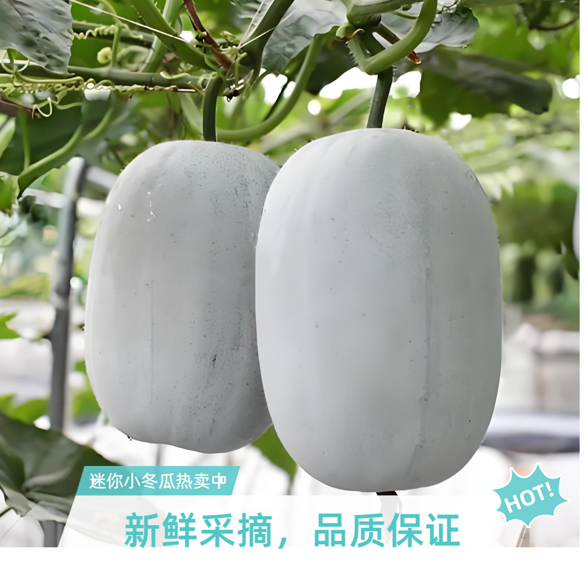 【迷你小冬瓜单品】八卦洲南京露天当季绿色小冬瓜迷你4-5斤南京农家