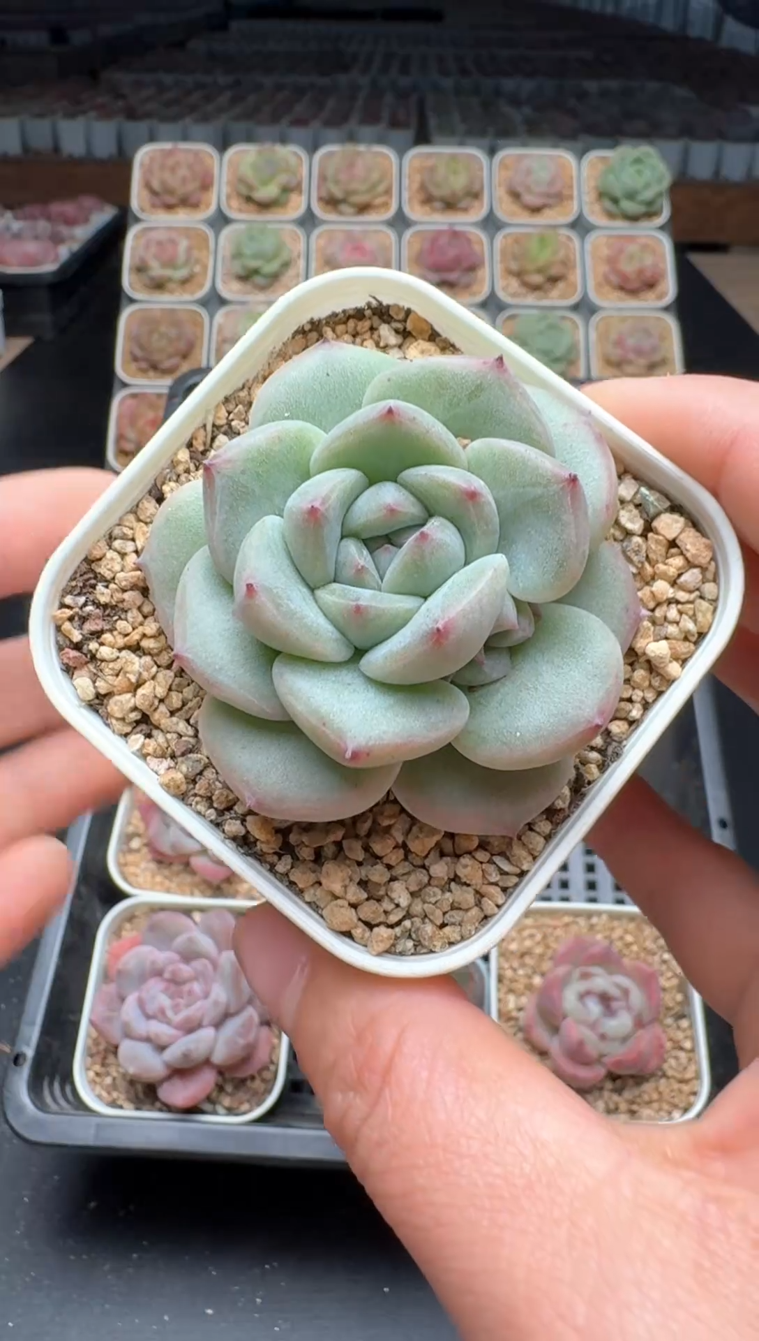 【闪购商品】368号 珍妮杂交多肉 花卉植物