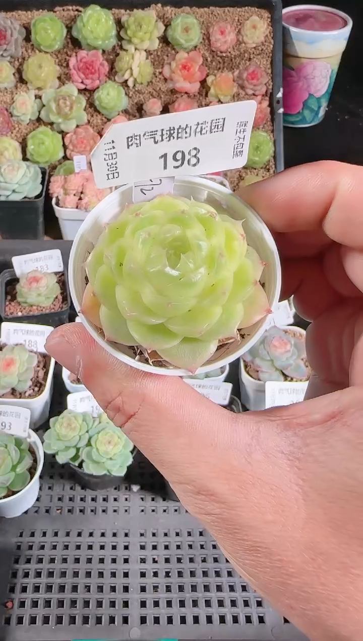 1130-198p3-72多肉群生不包整