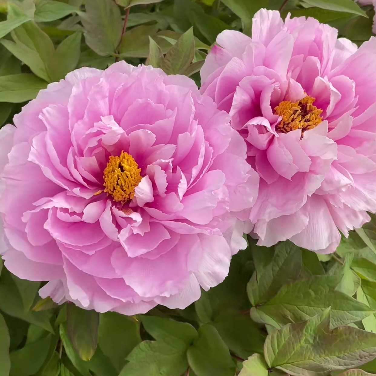 （明娟牡丹）{如花似玉}先发肥料 秋天发苗