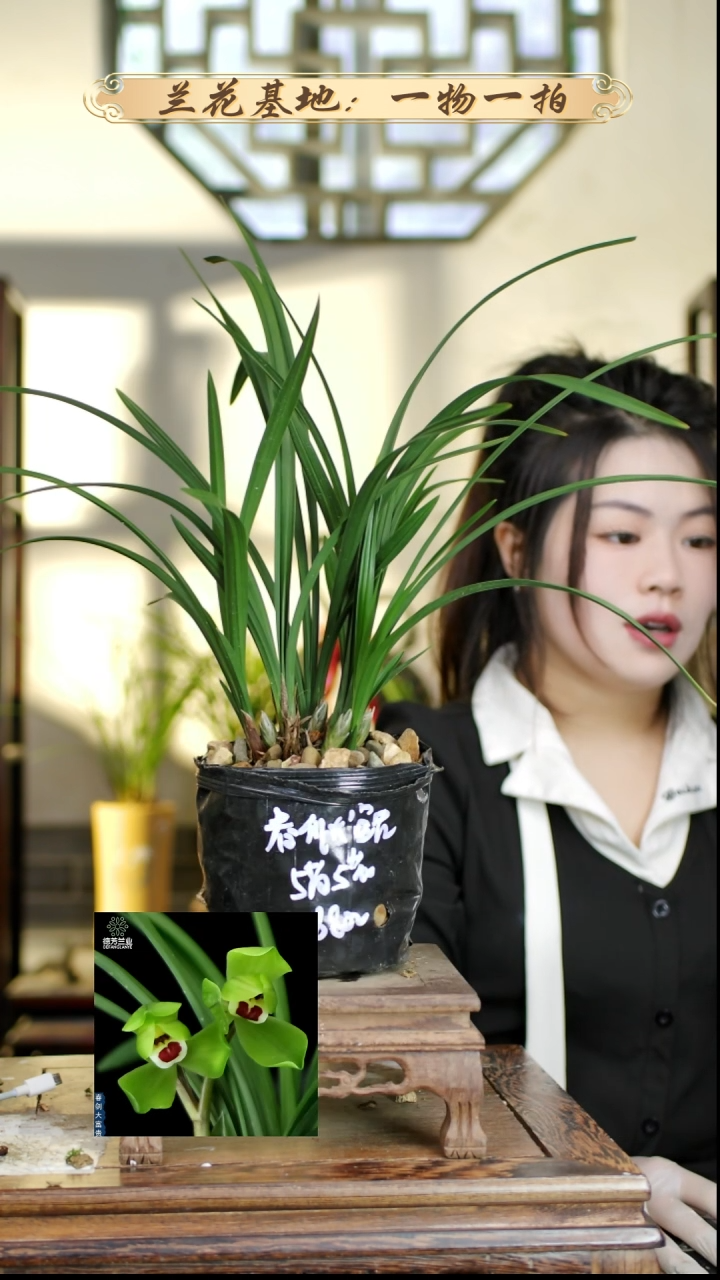 完全开放春剑大富贵5苗5花苞