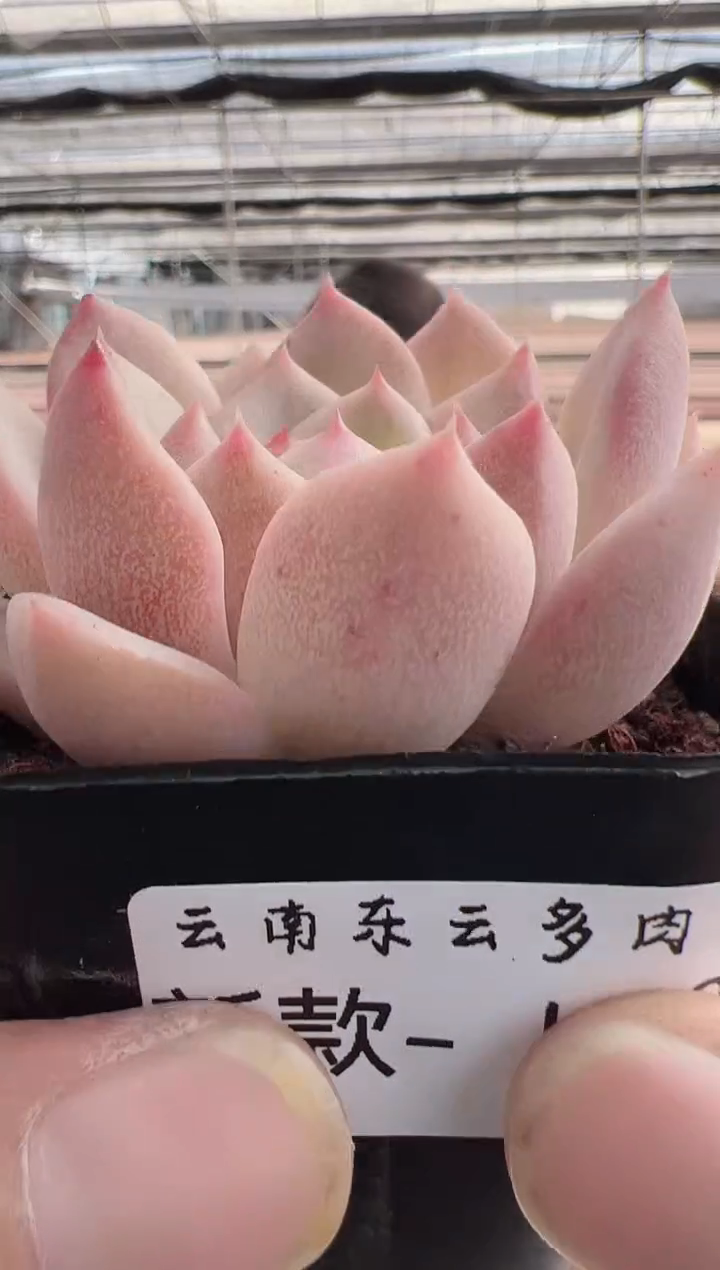 【闪购商品】新款多肉100