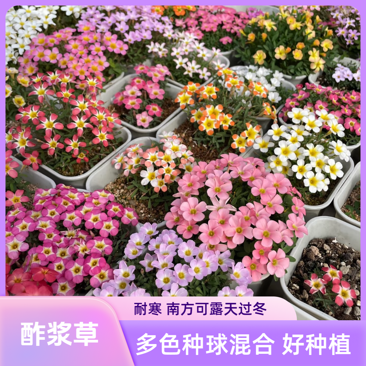 【直播专享】酢浆草种球多年生球根花卉丛生懒人种植新手易养易爆盆