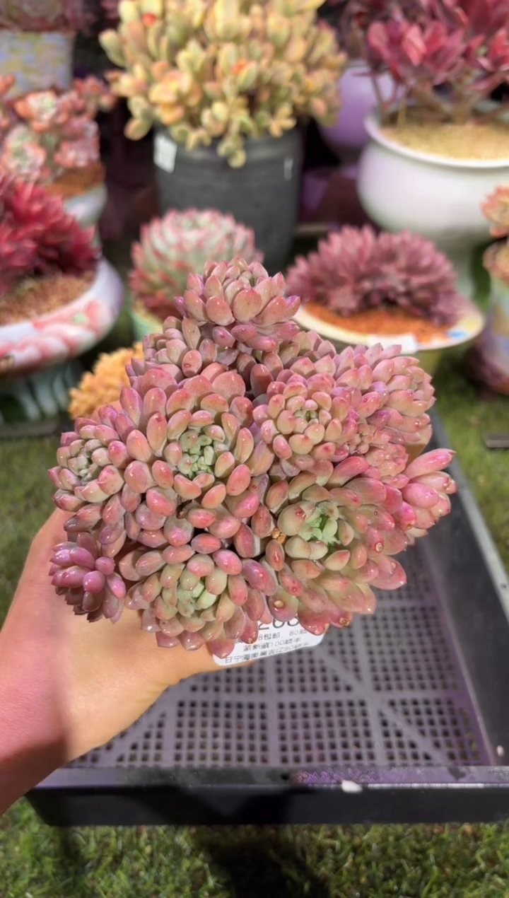 【闪购商品】02682