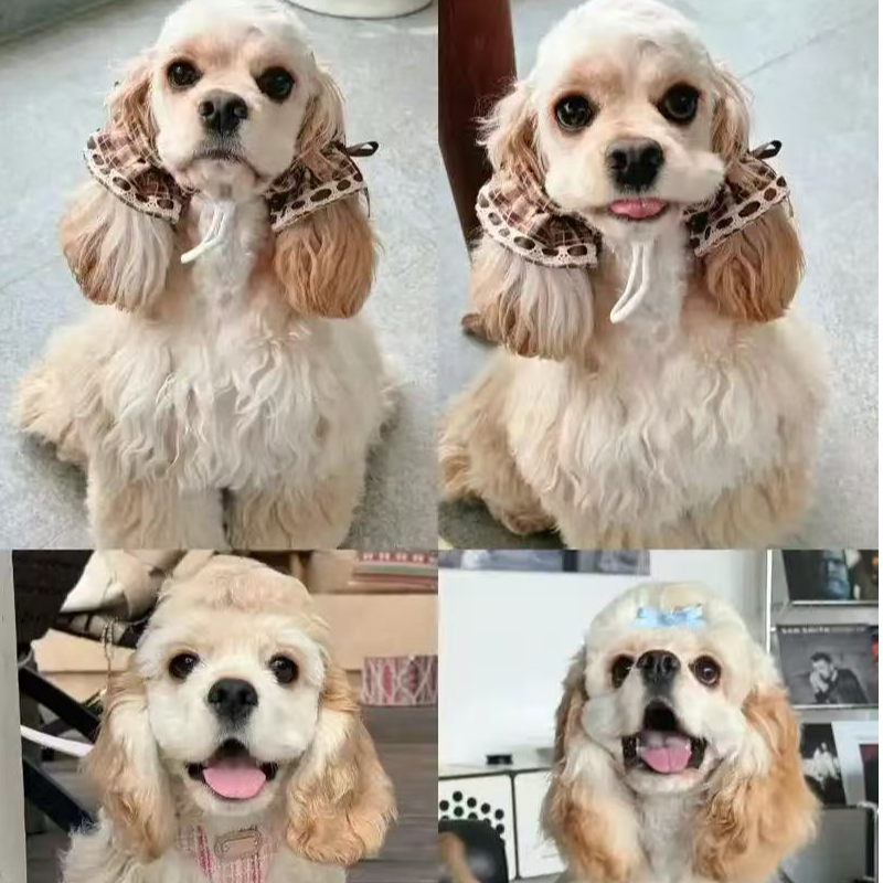【主播专属】大泽家精品美卡 犬 ——下单链接2