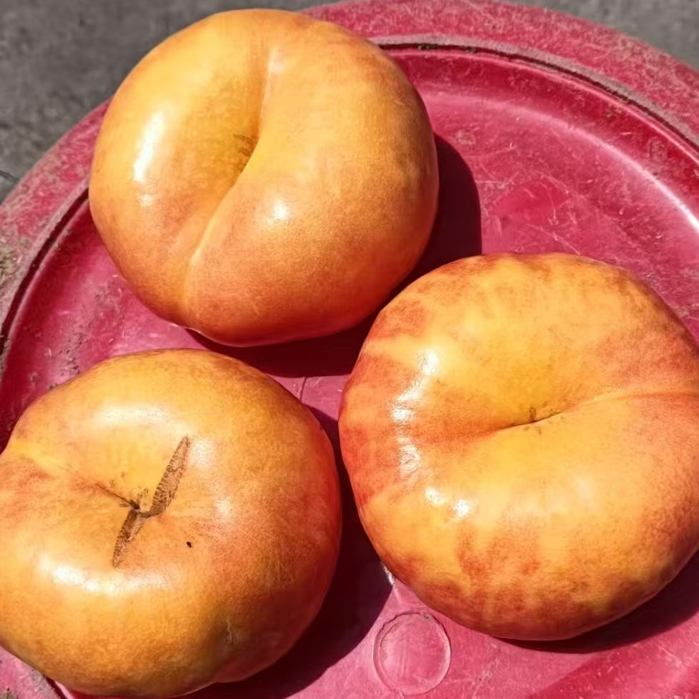 【京东】JY山东沂蒙山区彩虹蟠桃