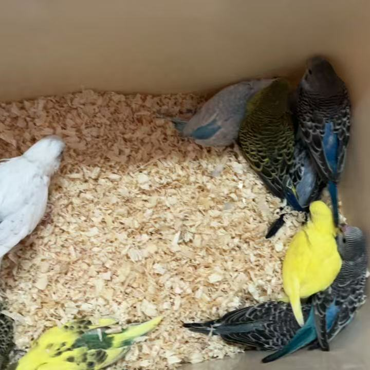 手养虎皮鹦鹉 大半毛20天左右 亲人 会说话