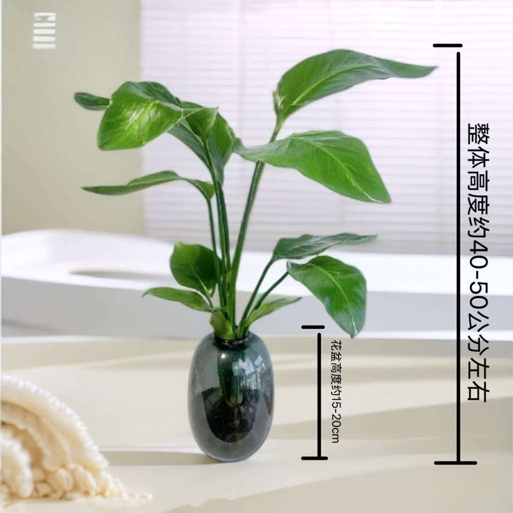 水培天堂鸟大肚瓶两株苗桌面盆栽40-50公分四季常青净化空气