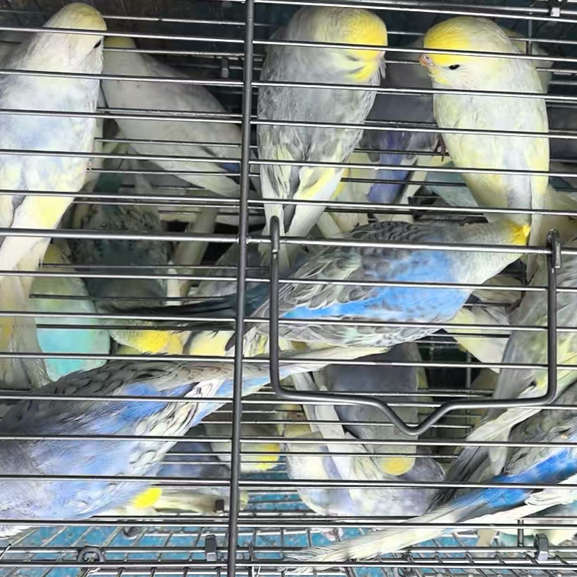 金彩鹦鹉观赏鸟亲人粘人颜色公母可选