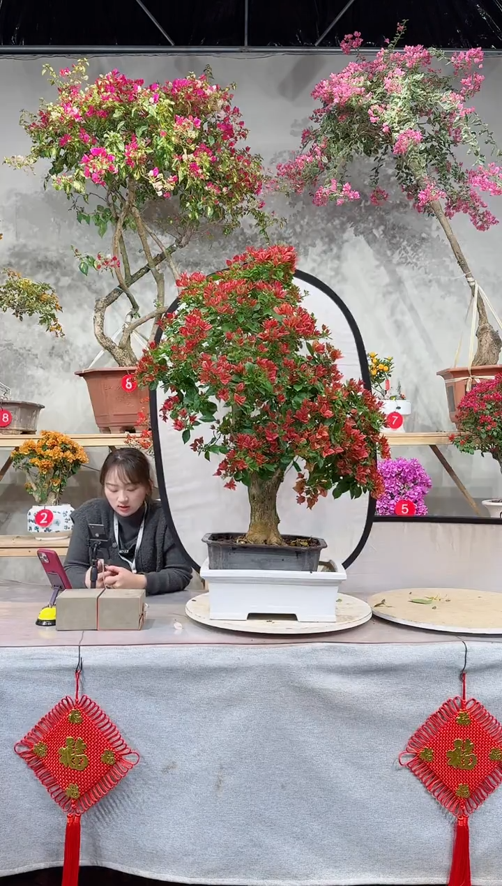 【闪购商品】盆景佩德罗