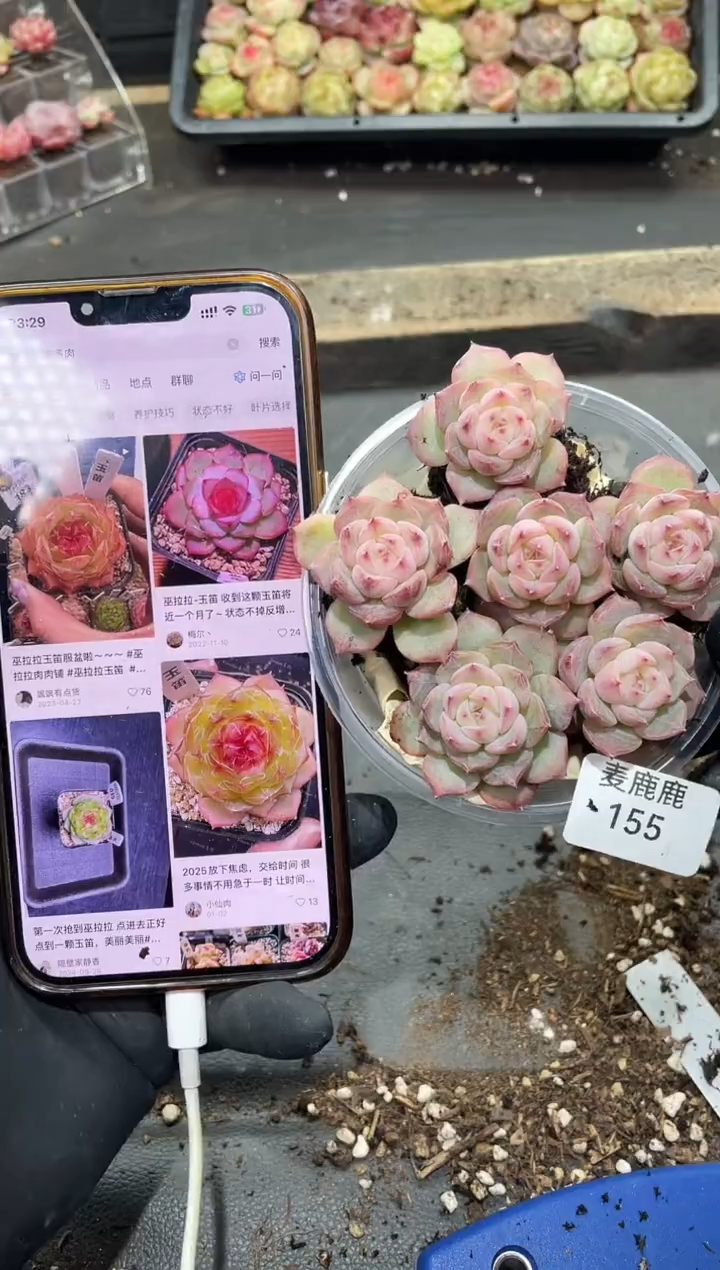 155玉笛      量拍