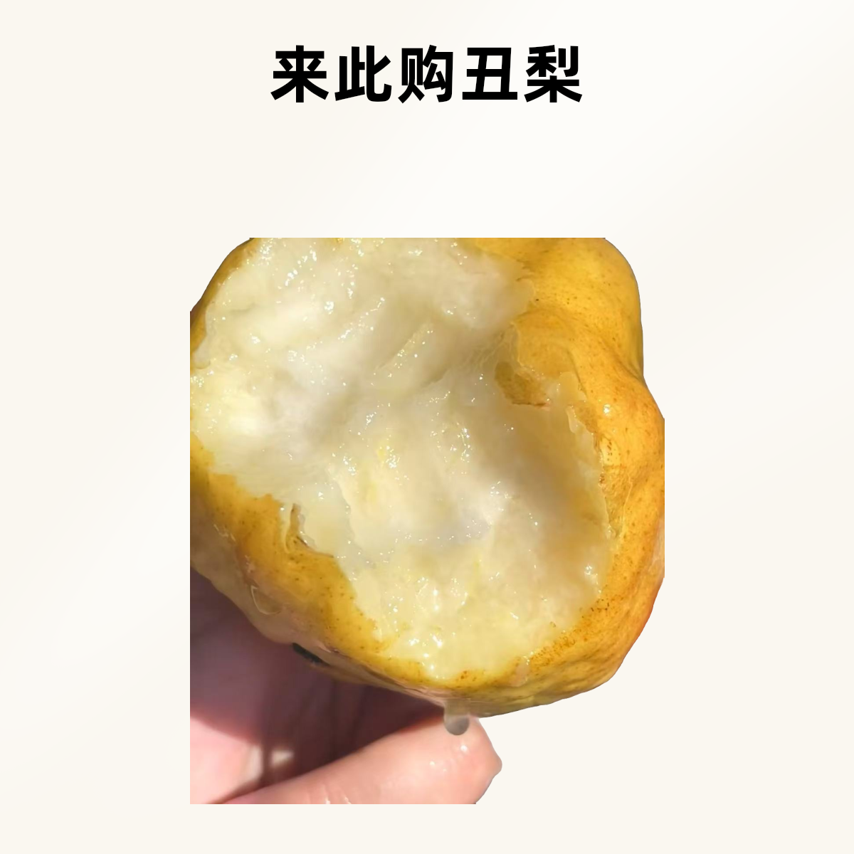 【来此购专属】闻登丑梨一箱毛重3斤左右