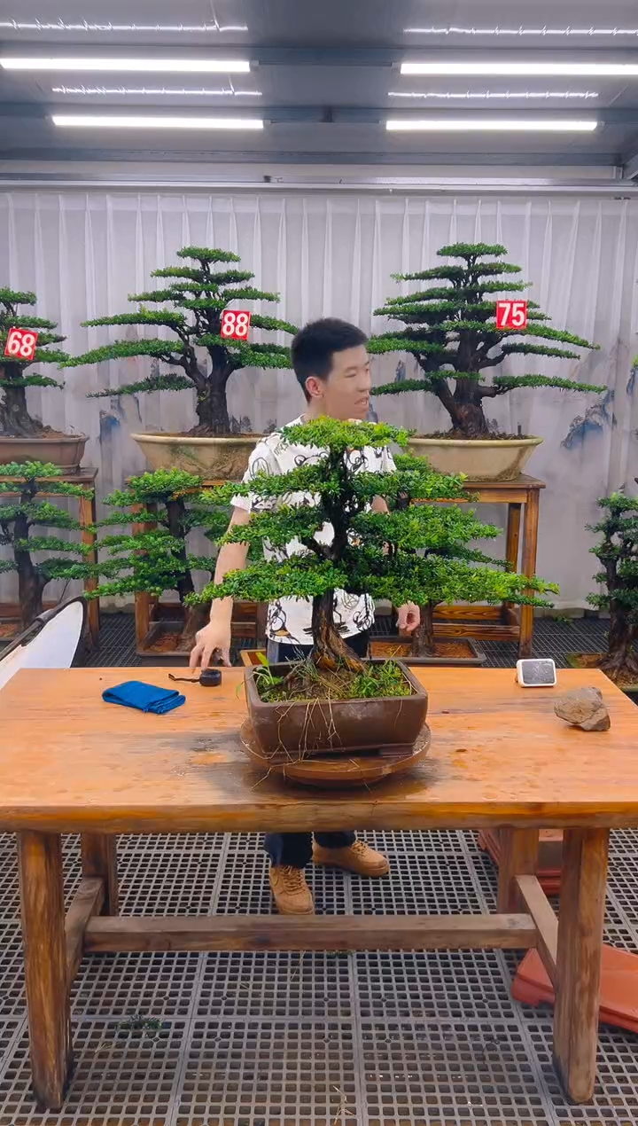 无花朵东*精品盆景直播间一物一拍