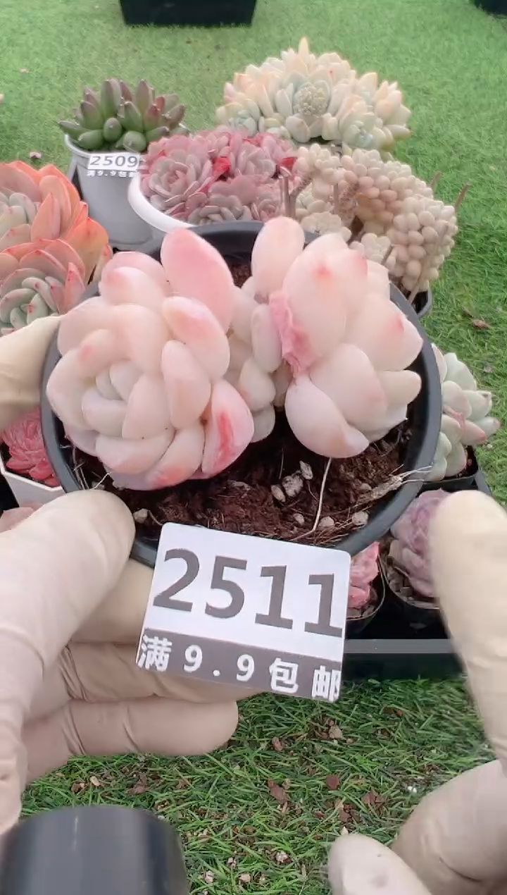 【闪购商品】信福多肉一物一拍