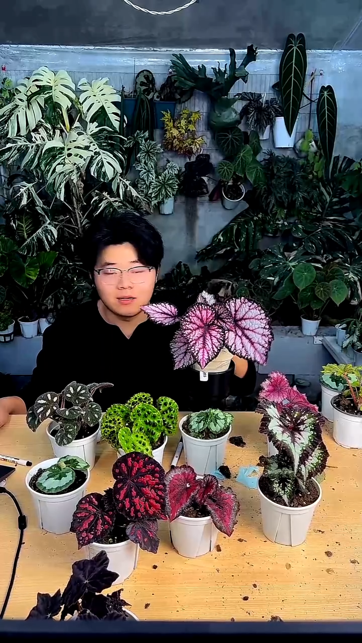 完全开放泡泡裙秋海棠5737