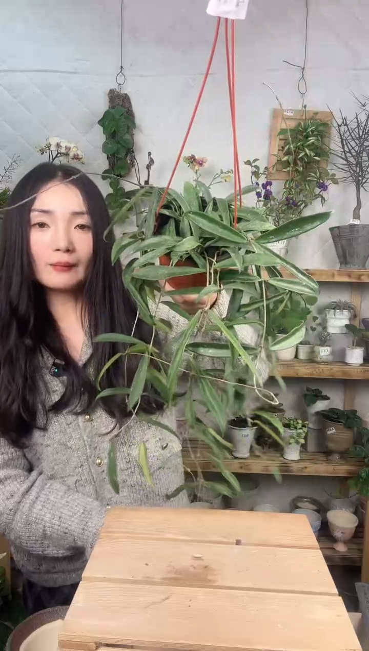 无花朵443贝尔球兰育苗盆