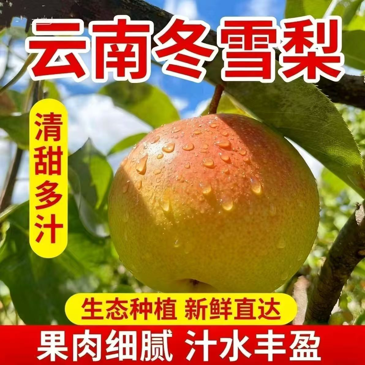 XX云南高山红雪梨新鲜现摘酸甜可口美味多汁冬雪梨