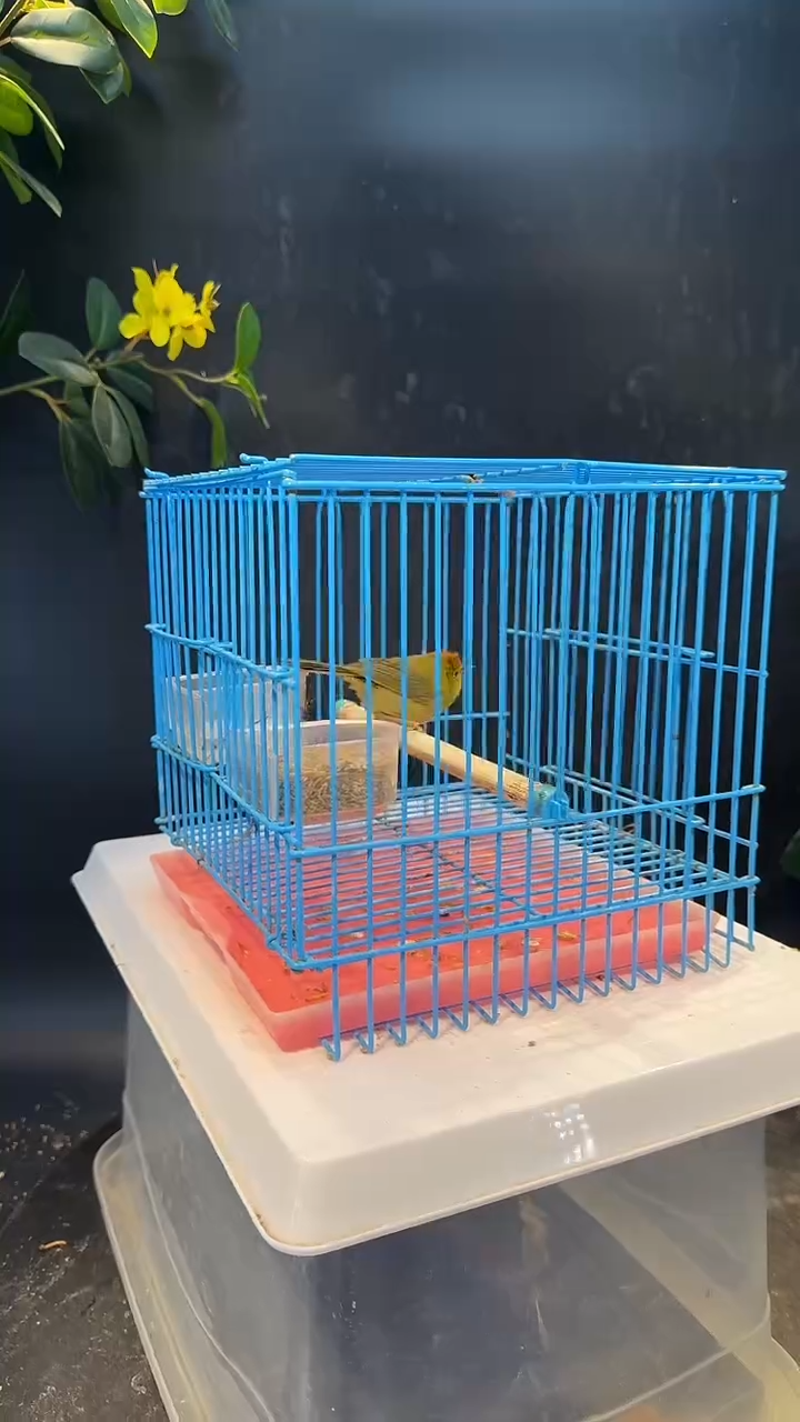 2号 红头 养笼  0元起拍