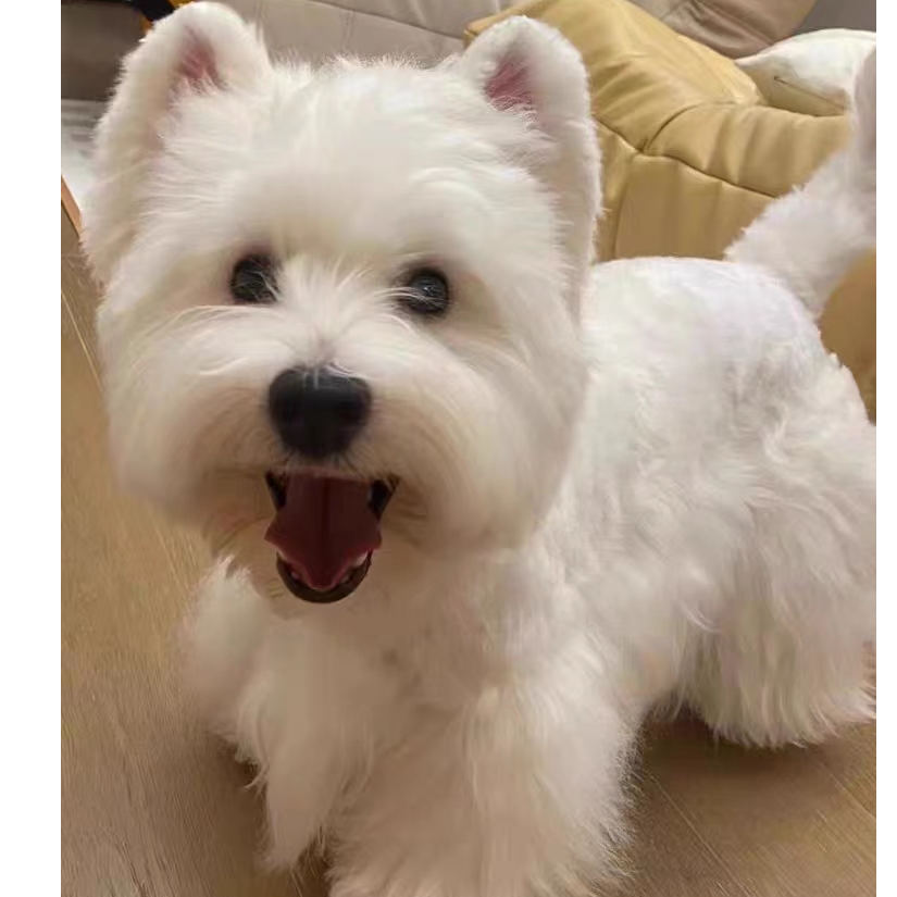 彭雪汪星家西瓜地长毛可爱活体狗狗专属链接