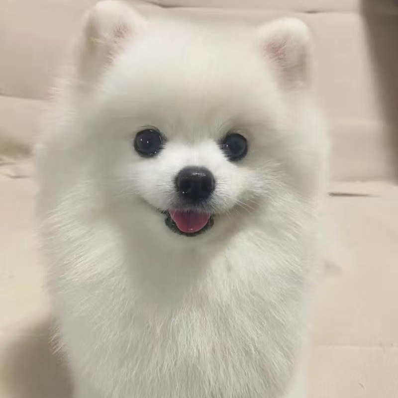 博美通用活体链接