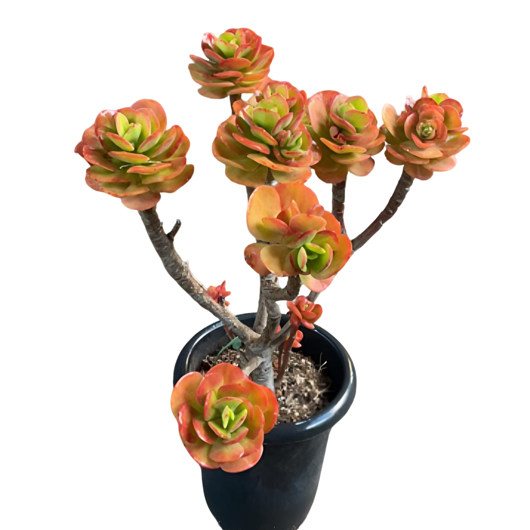 造型红梅 5年老桩多肉