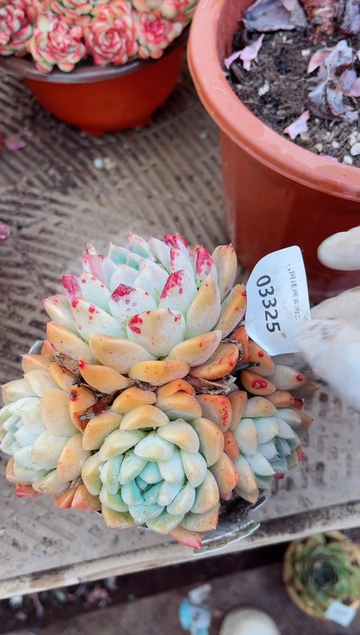 【闪购商品】03325