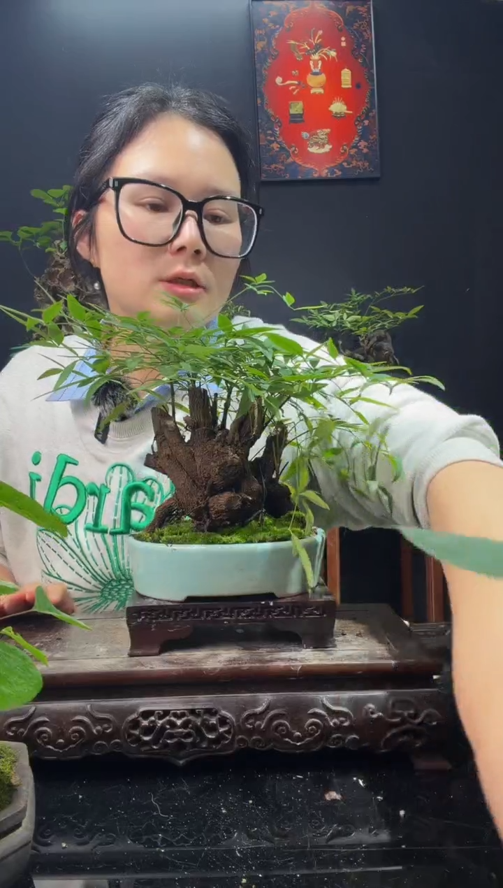 完全开放南天竹00000