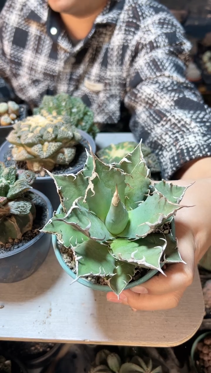 【闪购商品】晚16号凯撒12公分