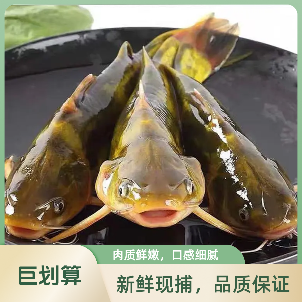 新鲜黄骨鱼黄辣丁昂刺鱼昂针鱼当天捕捞活鱼现杀顺丰