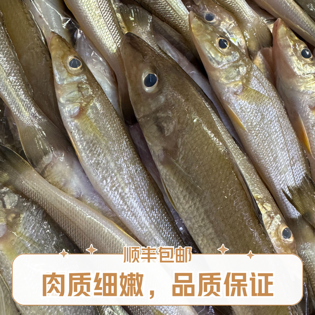 【湛小鲜】湛江野生沙丁鱼鲜嫩美味顺丰冷链包邮
