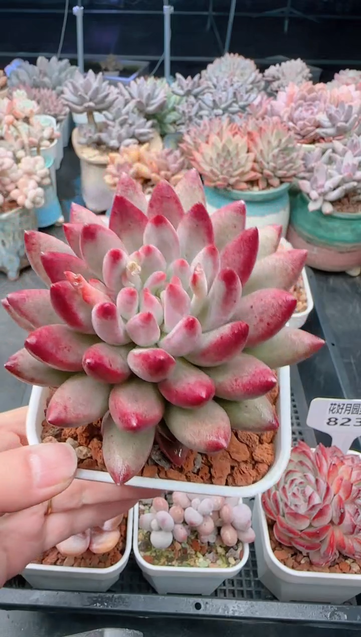 【闪购商品】8238虞美人