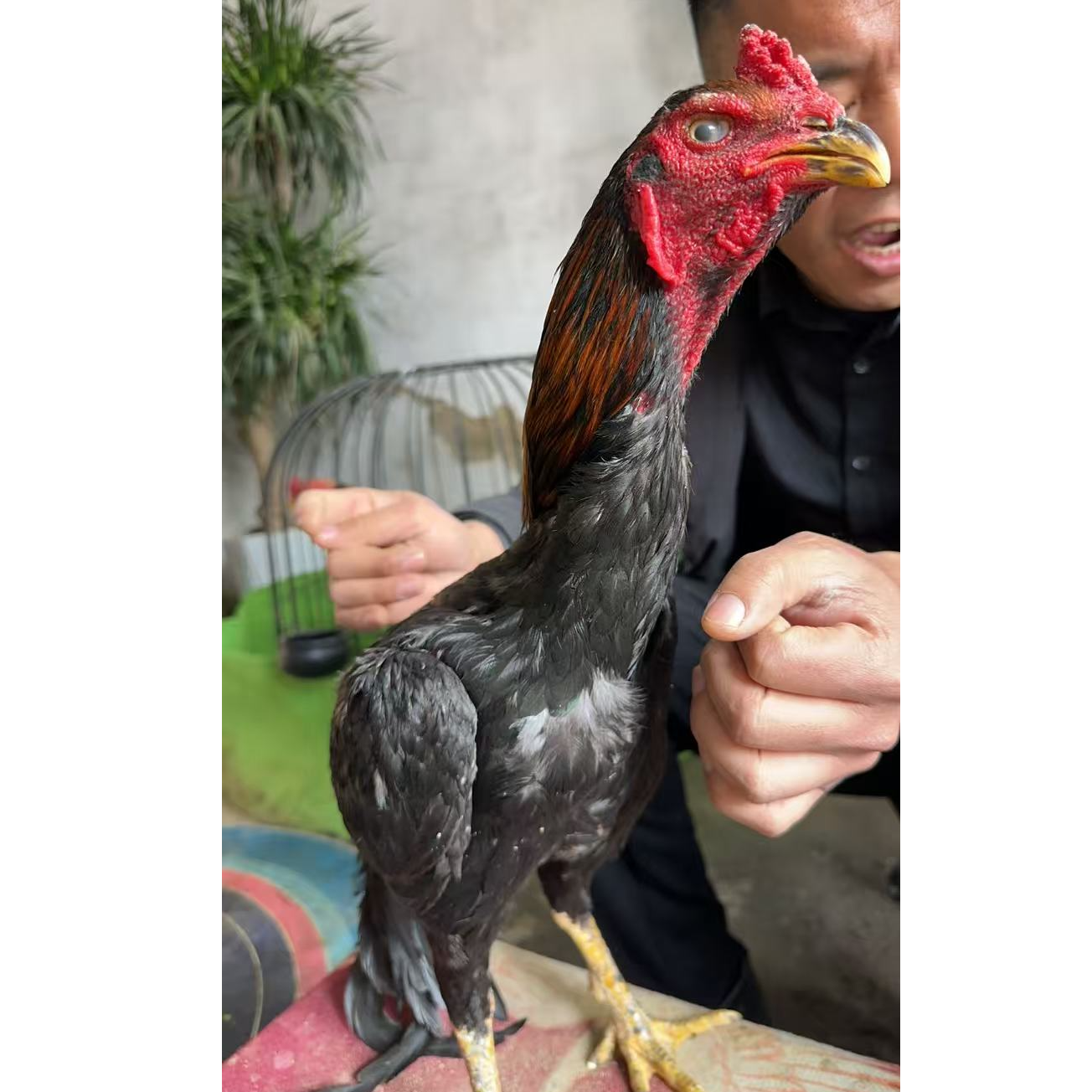 农村散养土鸡斗鸡