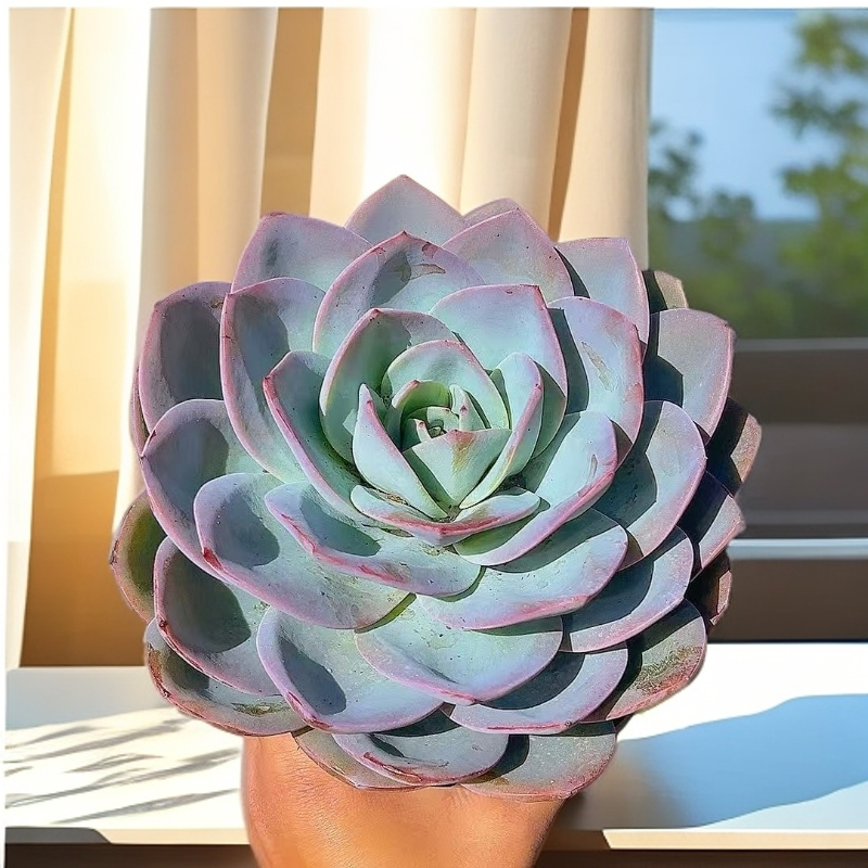 布鲁蓝 单头起 （脱土发） 多肉【满15包邮】 以直播间为准  